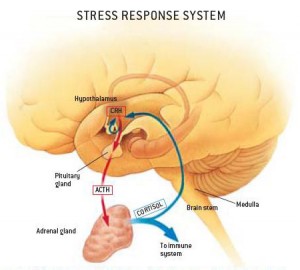 The HPA axis, responsible for the stress response, is located just above the brain stem.